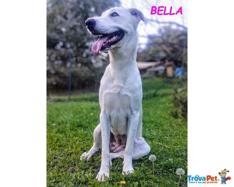 Bella Buona e Festosa - Giovane - Foto n. 8