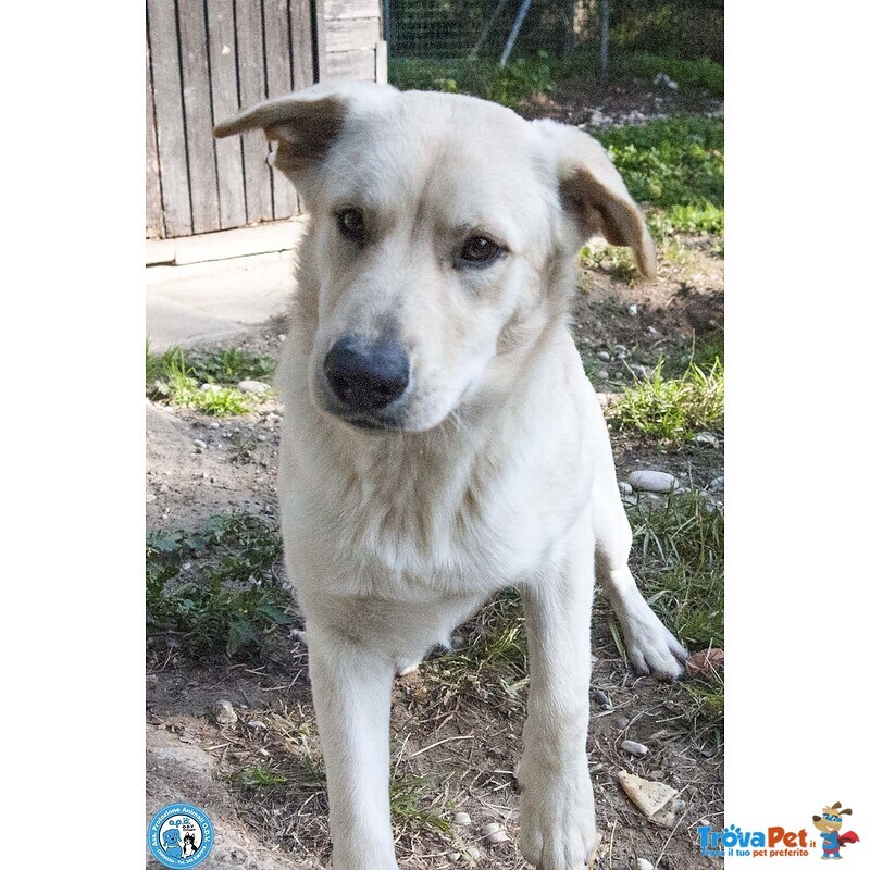 Paride, il Cagnolino che Profuma di Campagna - Foto n. 1