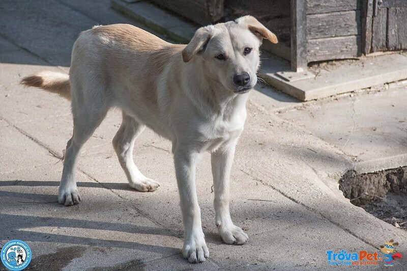 Paride, il Cagnolino che Profuma di Campagna - Foto n. 2
