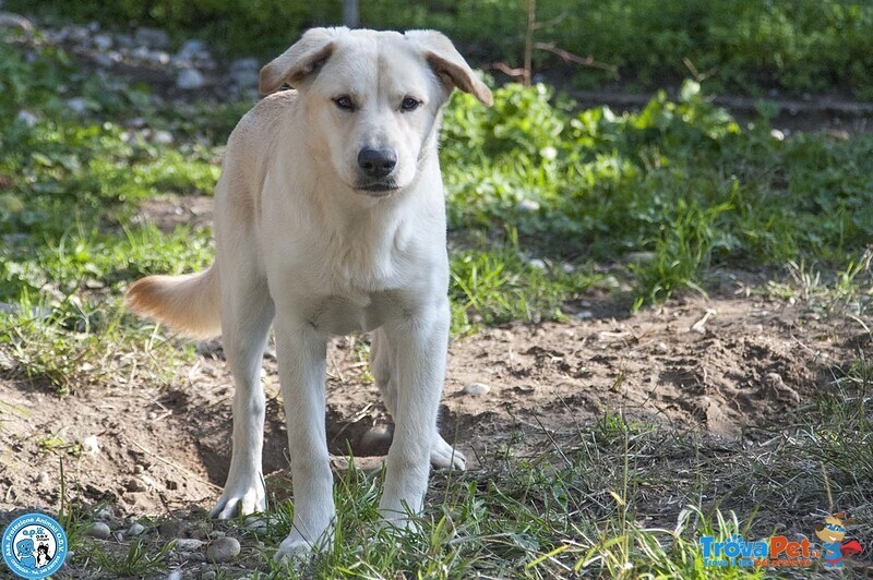 Paride, il Cagnolino che Profuma di Campagna - Foto n. 3
