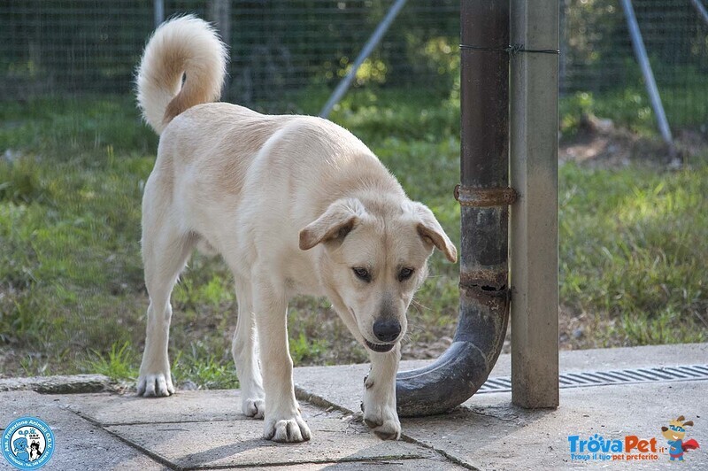 Paride, il Cagnolino che Profuma di Campagna - Foto n. 4