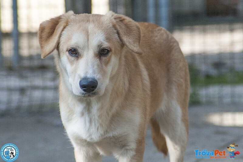 Pimpa, la Timidezza che Chiede Tempo.. - Foto n. 1