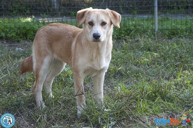 Pimpa, la Timidezza che Chiede Tempo.. - Foto n. 2
