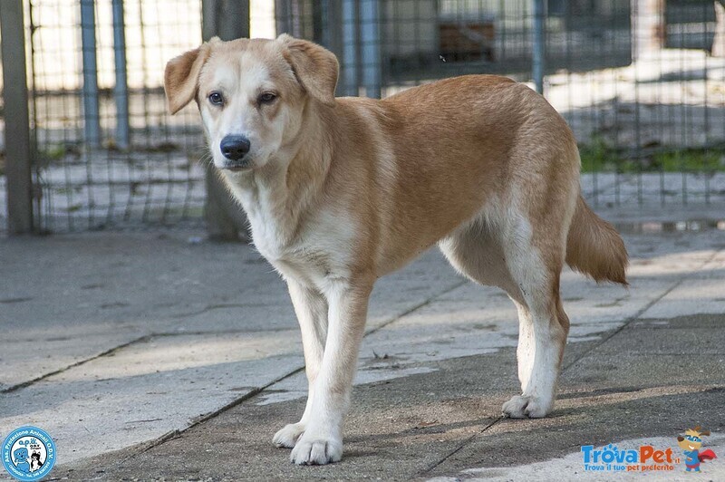 Pimpa, la Timidezza che Chiede Tempo.. - Foto n. 4