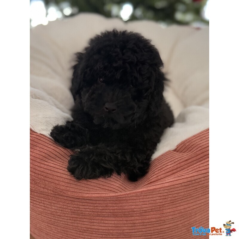 Cucciola di Barboncino - Foto n. 1