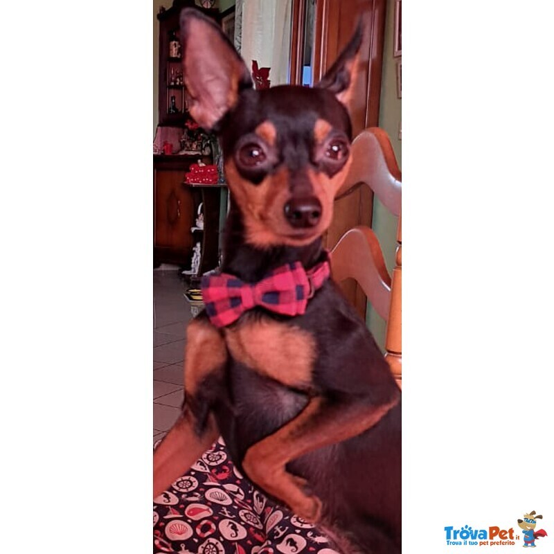 Cerco Fidanzatina - Foto n. 2