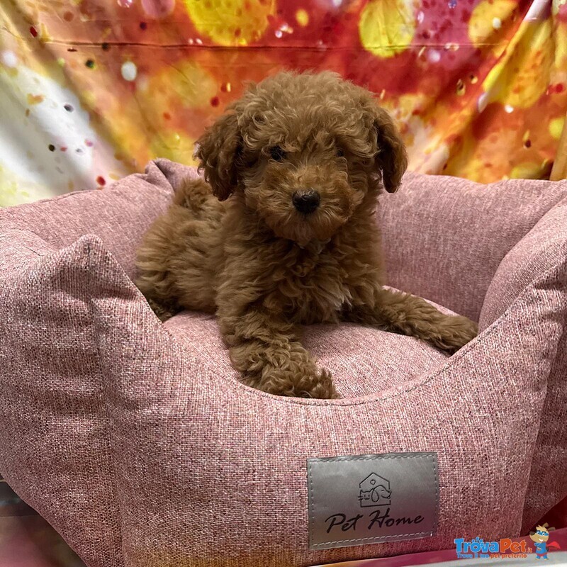 Cucciola di Barboncino Albicocca Femmina - Foto n. 1