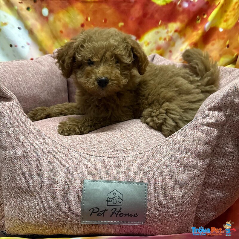 Cucciola di Barboncino Albicocca Femmina - Foto n. 2