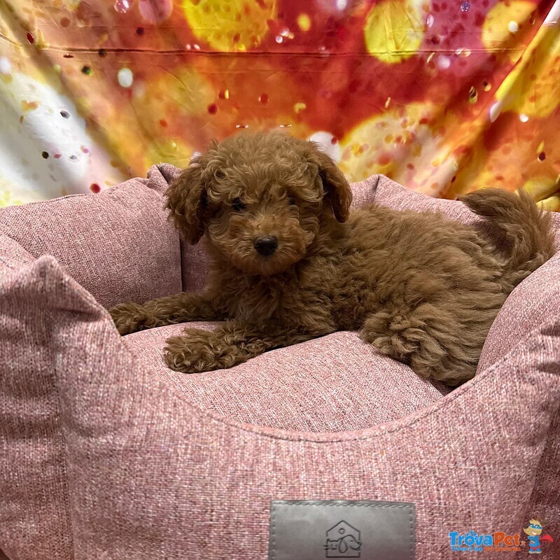 Cucciola di Barboncino Albicocca Femmina - Foto n. 3