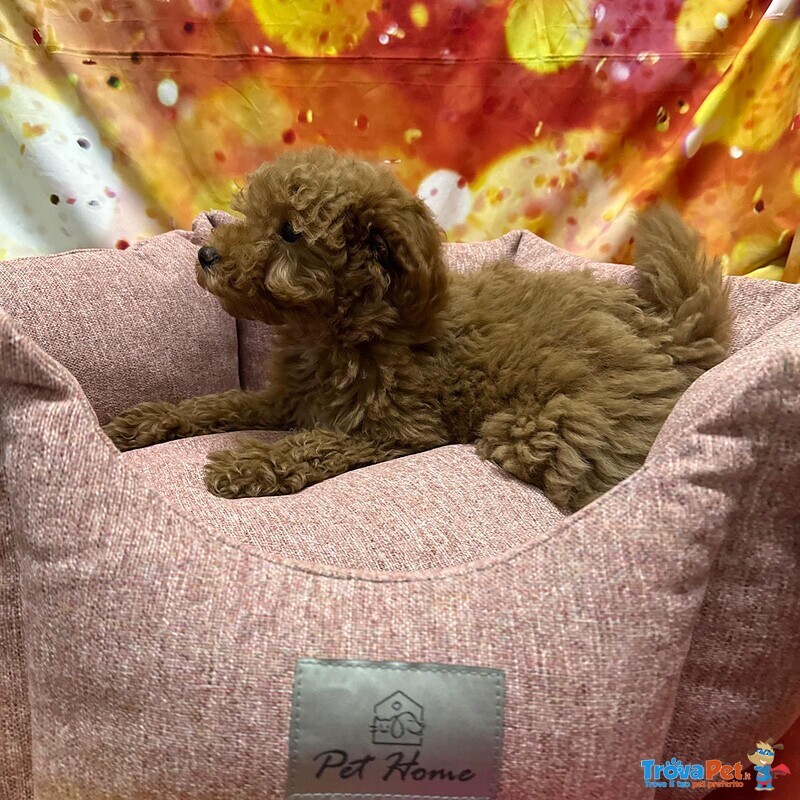 Cucciola di Barboncino Albicocca Femmina - Foto n. 4