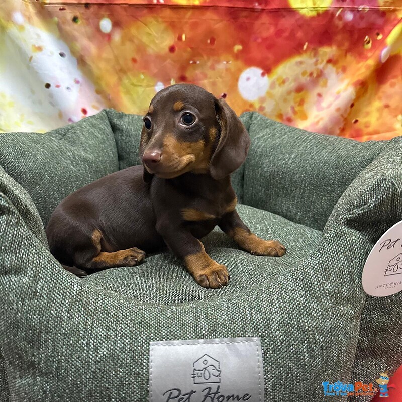 Cucciolo di Bassotto Cioccolato Maschio - Foto n. 1