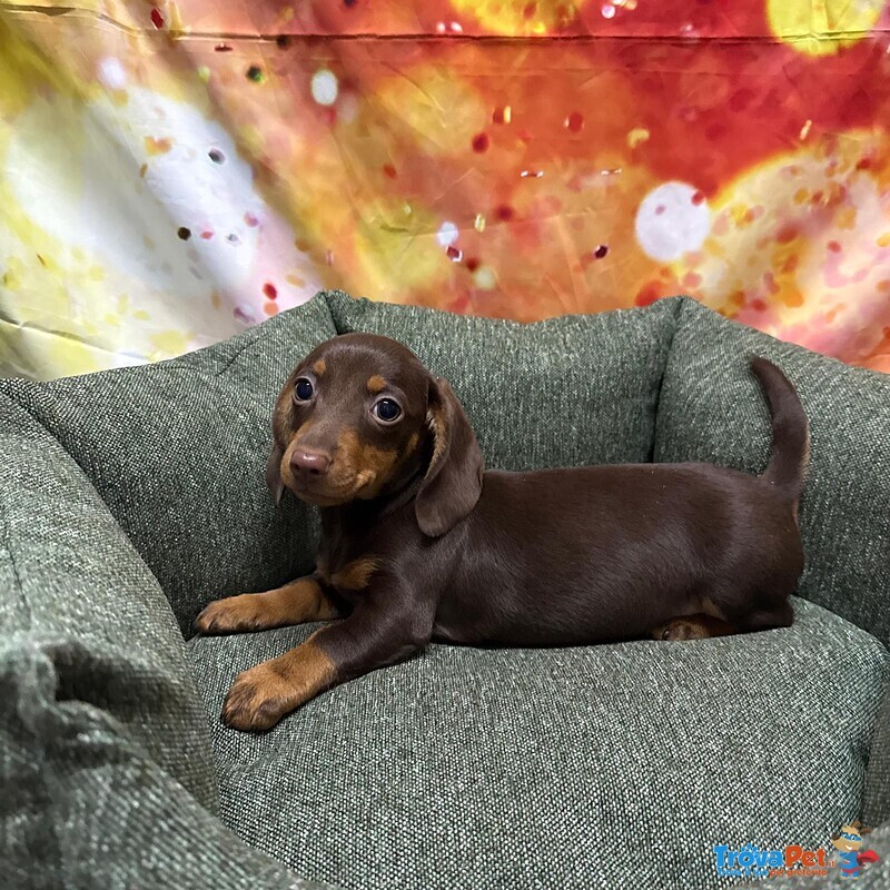 Cucciolo di Bassotto Cioccolato Maschio - Foto n. 2