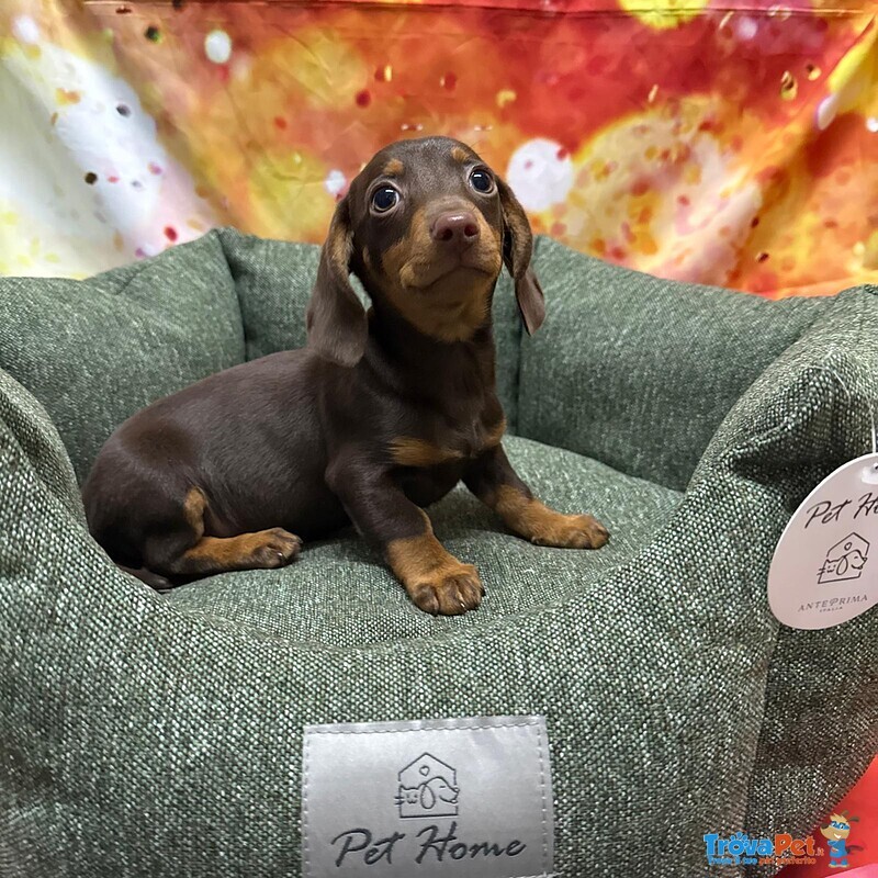 Cucciolo di Bassotto Cioccolato Maschio - Foto n. 4