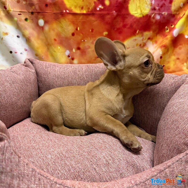 Cucciola di Bouleodgue Francese Crema Femmina - Foto n. 1