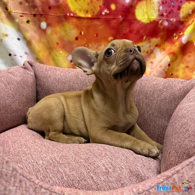 Cucciola di Bouleodgue Francese Crema Femmina - Foto n. 2