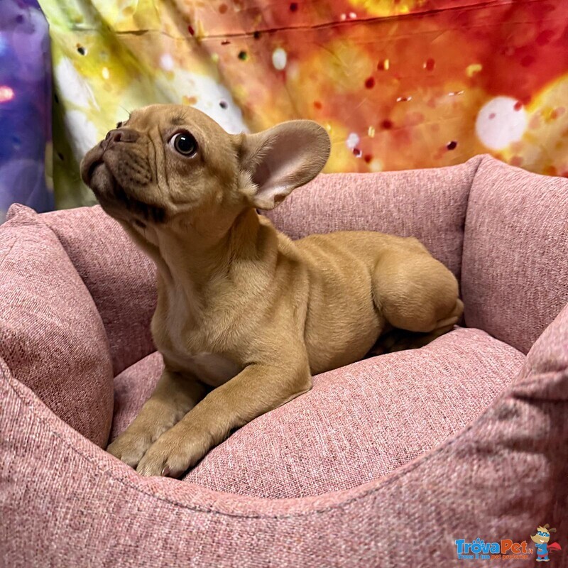 Cucciola di Bouleodgue Francese Crema Femmina - Foto n. 3