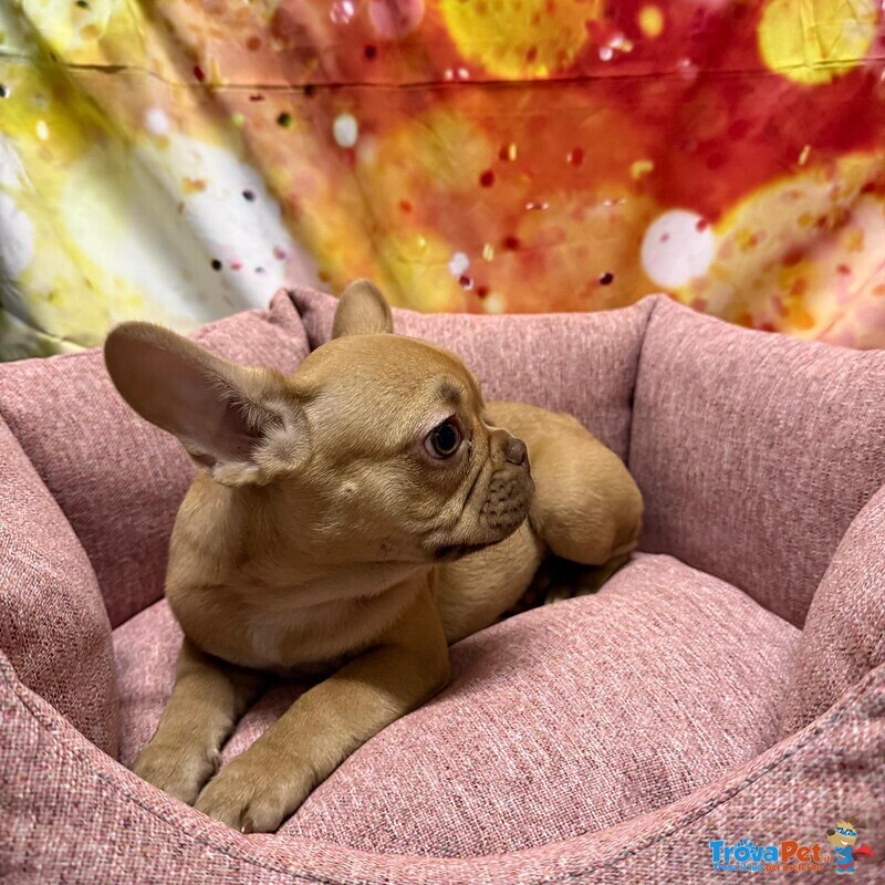 Cucciola di Bouleodgue Francese Crema Femmina - Foto n. 4