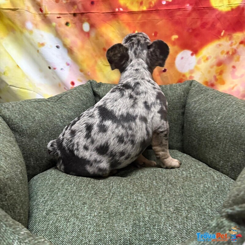 Cucciolo di Bouledogue Francese blu Merle Maschio - Foto n. 1