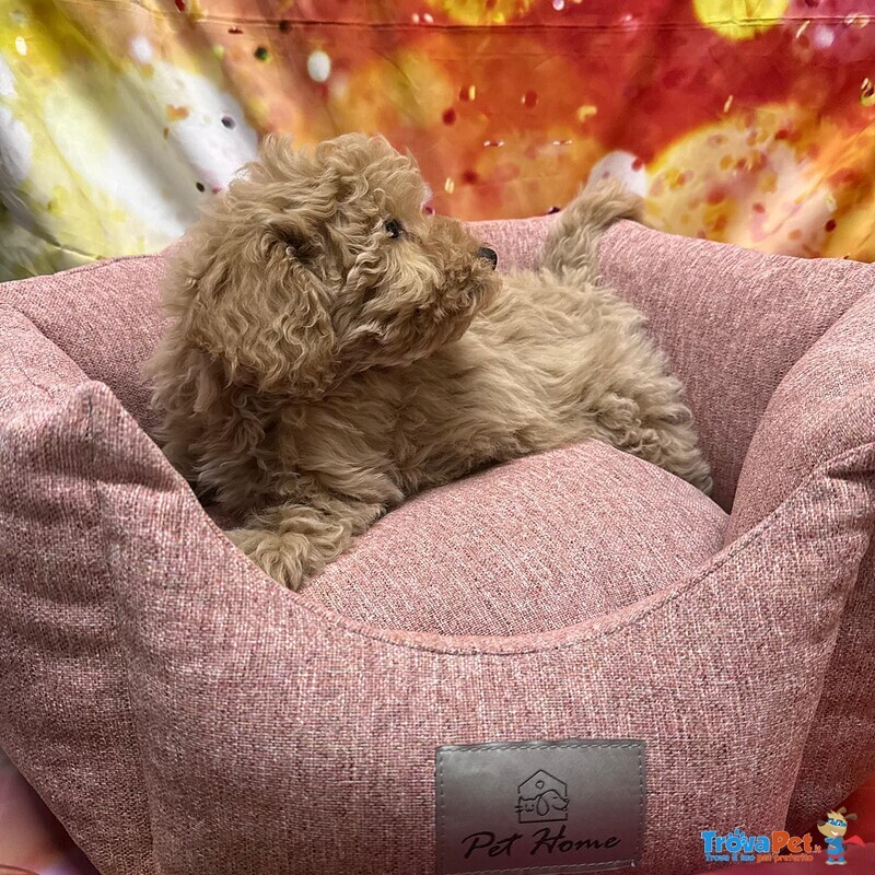 Cucciola di Maltipoo Crema Femmina - Foto n. 4