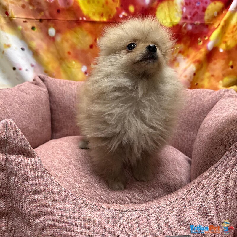 Cucciola di Volpino di Pomerania Crema Femmina - Foto n. 2