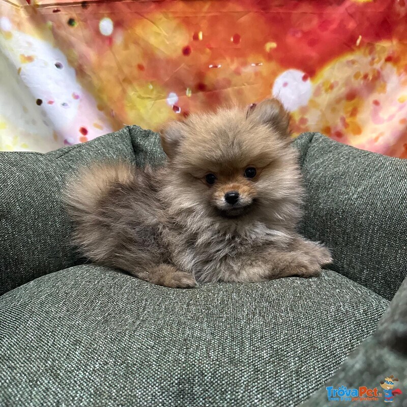 Cucciolo di Volpino di Pomerania Fulvo Maschio - Foto n. 1