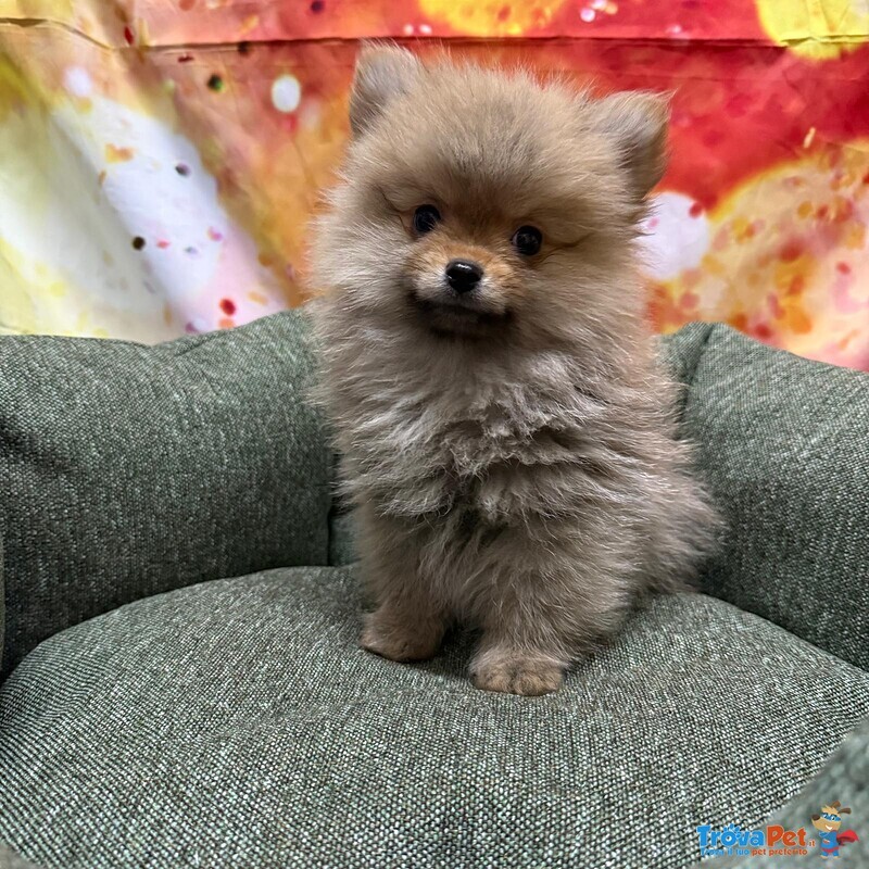 Cucciolo di Volpino di Pomerania Fulvo Maschio - Foto n. 2