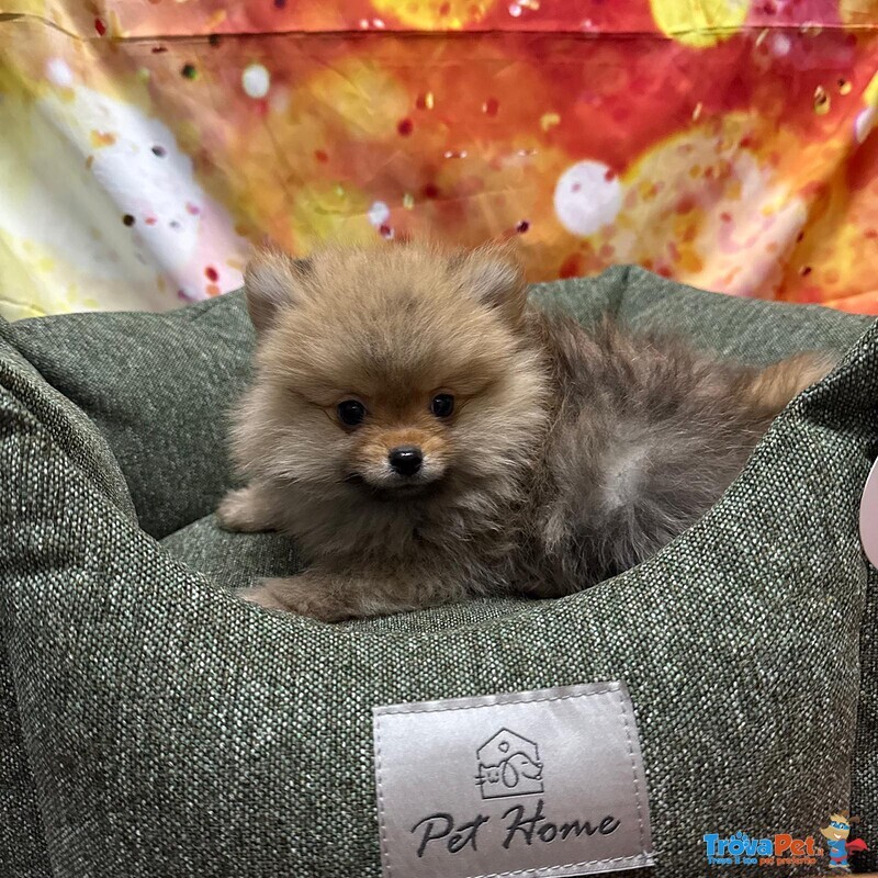 Cucciolo di Volpino di Pomerania Fulvo Maschio - Foto n. 3