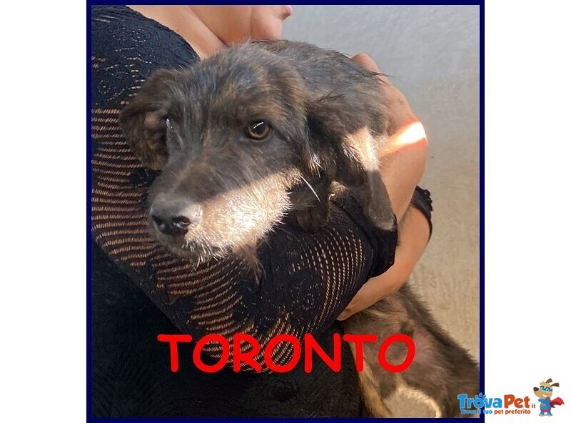 Toronto 3anni Simpatico Tigratino - Foto n. 1