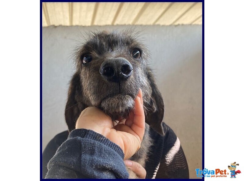 Toronto 3anni Simpatico Tigratino - Foto n. 3