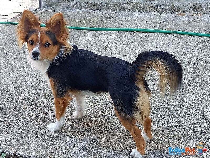 Charlie 5anni Piccoletto in Cerca di Casa - Foto n. 1