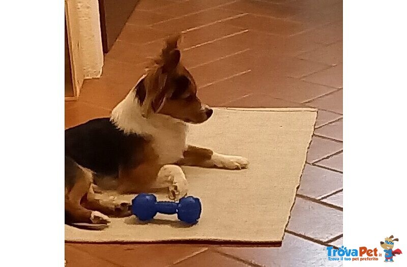 Charlie 5anni Piccoletto in Cerca di Casa - Foto n. 2