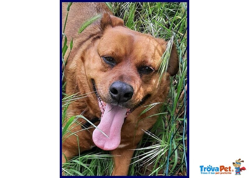 Josef 7anni Patatone Dolcissimo! 25kg - Foto n. 2