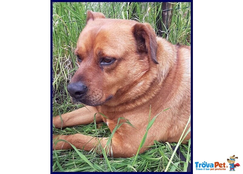 Josef 7anni Patatone Dolcissimo! 25kg - Foto n. 3