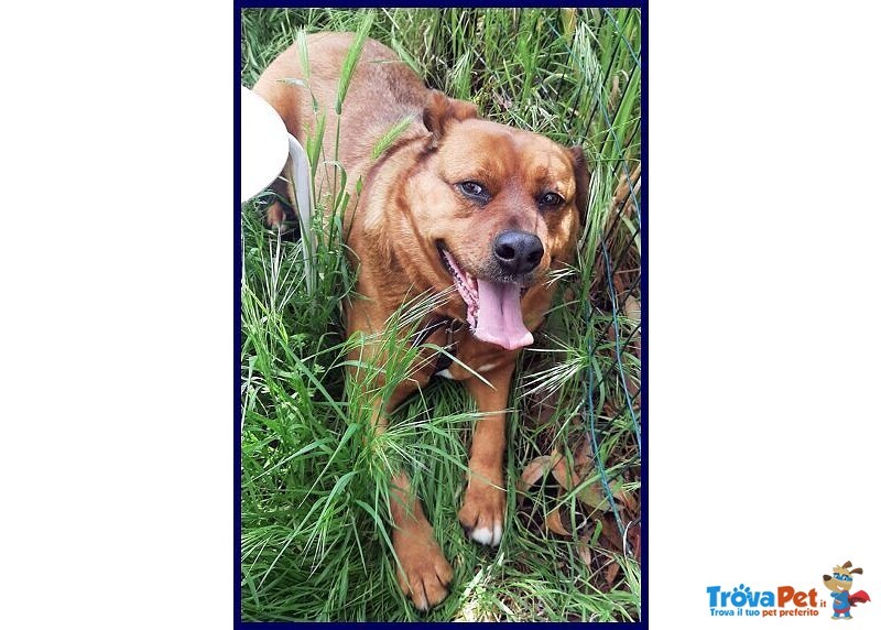 Josef 7anni Patatone Dolcissimo! 25kg - Foto n. 4