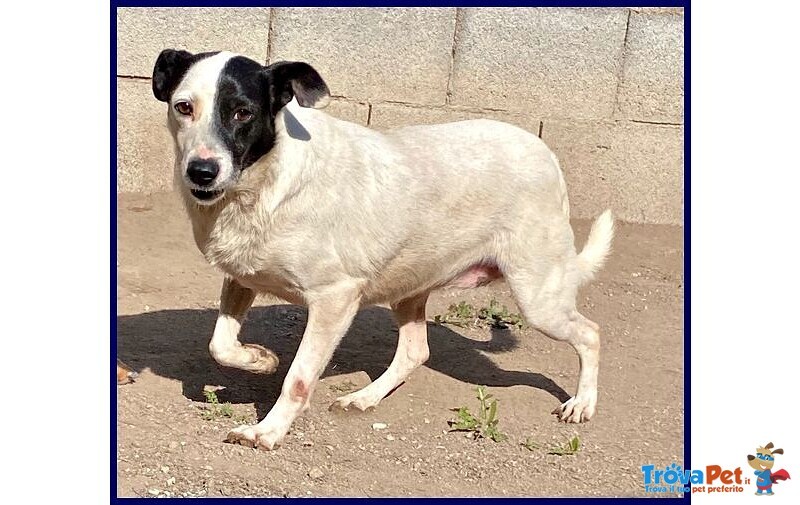 Mascia 9anni Bella e Particolare!tg Mediopicc. - Foto n. 1