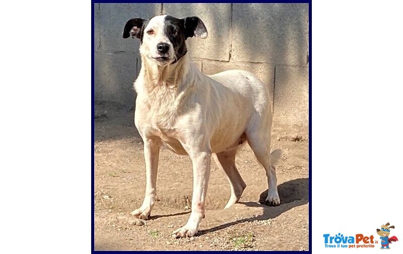 Mascia 9anni Bella e Particolare!tg Mediopicc. - Foto n. 2