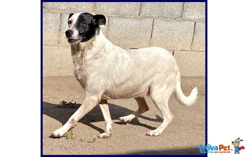 Mascia 9anni Bella e Particolare!tg Mediopicc. - Foto n. 3