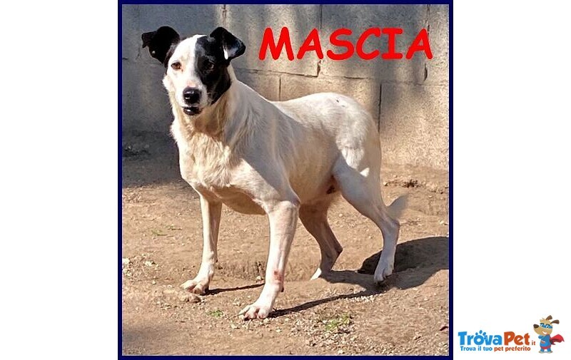 Mascia 9anni Bella e Particolare!tg Mediopicc. - Foto n. 4