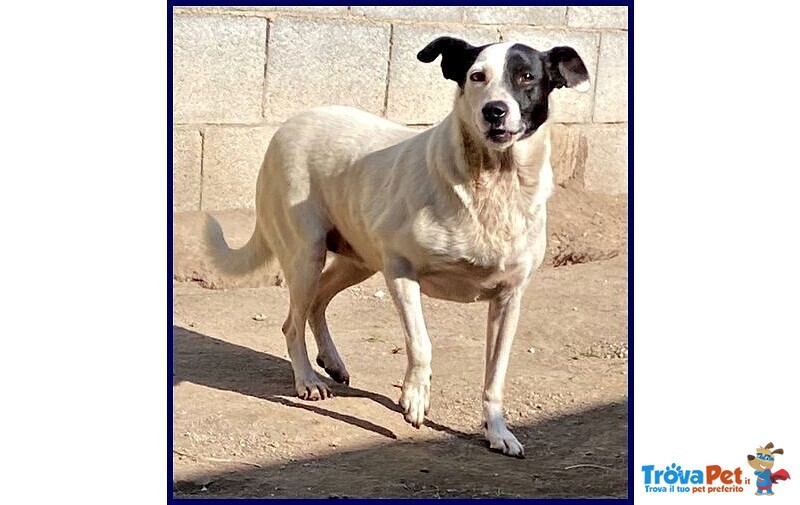 Mascia 9anni Bella e Particolare!tg Mediopicc. - Foto n. 5