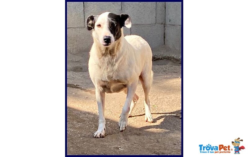 Mascia 9anni Bella e Particolare!tg Mediopicc. - Foto n. 6