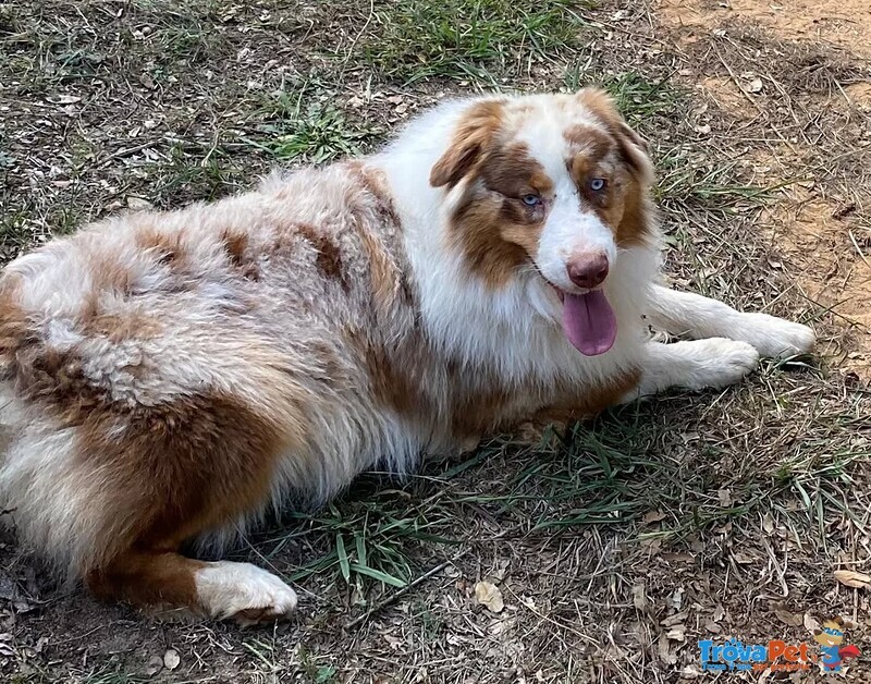 Ade Meraviglio Pastore Australiano Cerca casa - in Adozione! - Foto n. 2