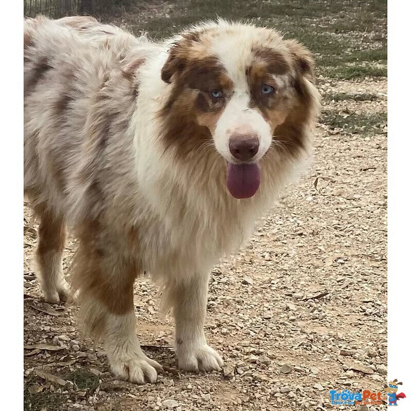 Ade Meraviglio Pastore Australiano Cerca casa - in Adozione! - Foto n. 3