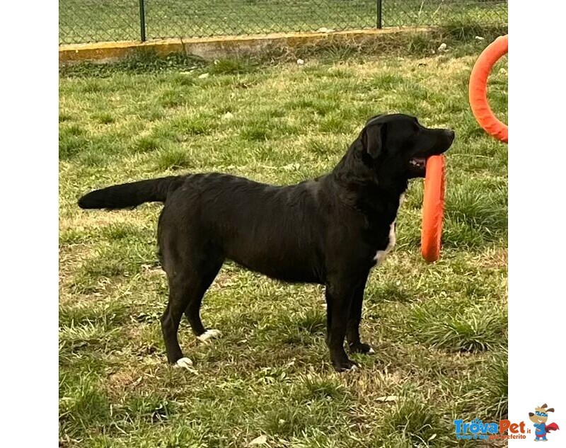 Flo 2anni Bella ed Energica - Foto n. 4