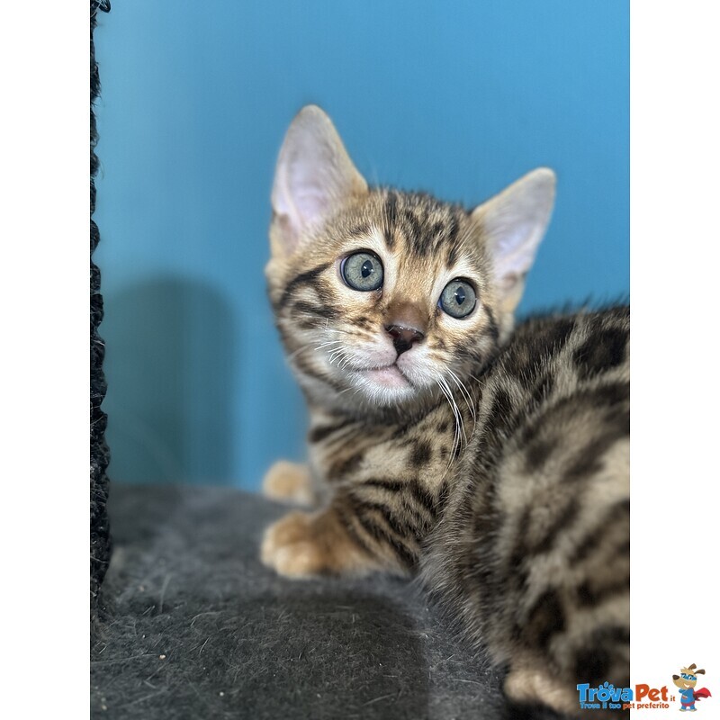Cucciolo Gatto Bengala - Foto n. 1