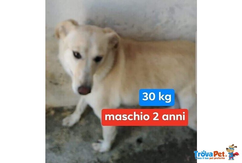 Kim Giovane Maschio Triste nel Megacanile! 30kg - Foto n. 1