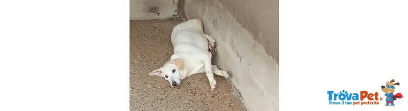 Kim Giovane Maschio Triste nel Megacanile! 30kg - Foto n. 2