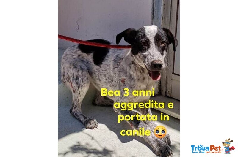 Bea Dolcissima e Mite - Foto n. 1