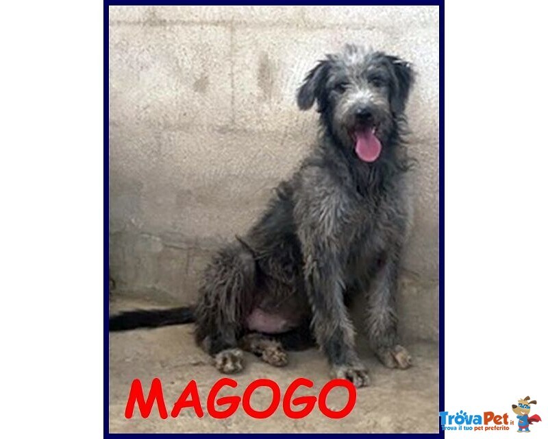 Magogo Giovane bel Timidino - Foto n. 1