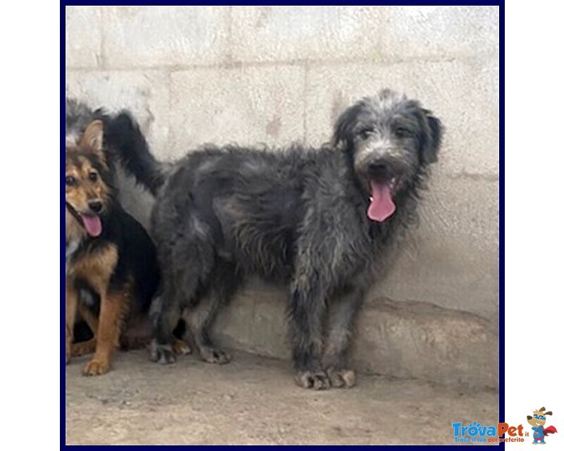 Magogo Giovane bel Timidino - Foto n. 2