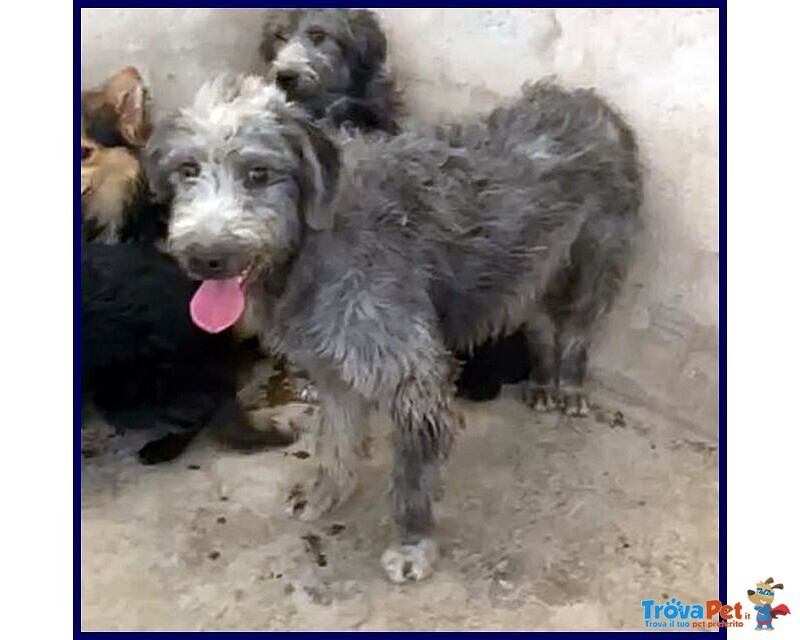 Magogo Giovane bel Timidino - Foto n. 3